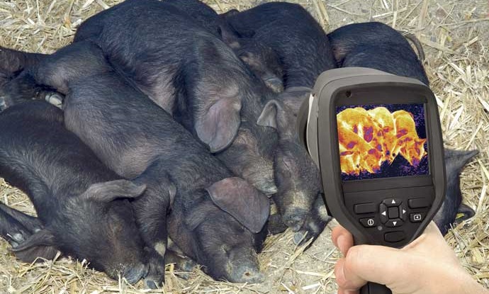 Precíziós technológiák az állattartásban 