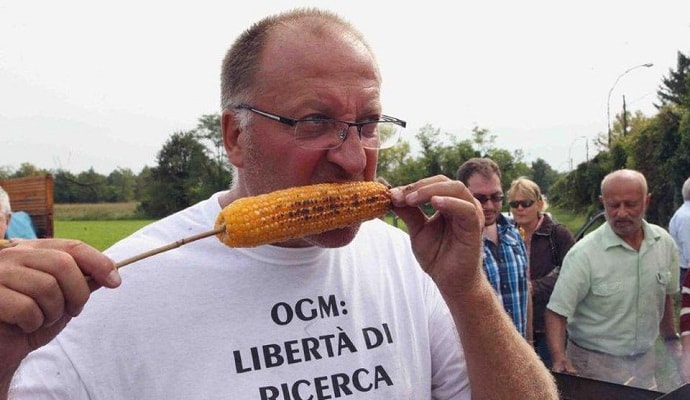 Mégis lehet GMO-kukoricát termelni az unióban?