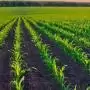 A gyomnövények elleni hatékony védelem kulcsfontosságú a termésbiztonság eléréséhez